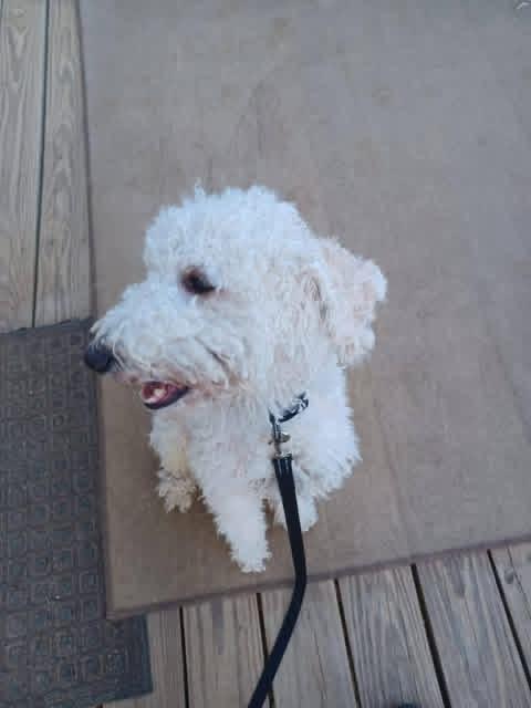Geo, a Adoptable Mixed Breed in Martinsburg, WV image 2/2