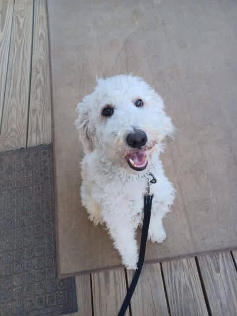 Geo, Adoptable, Young Male Mixed Breed.
