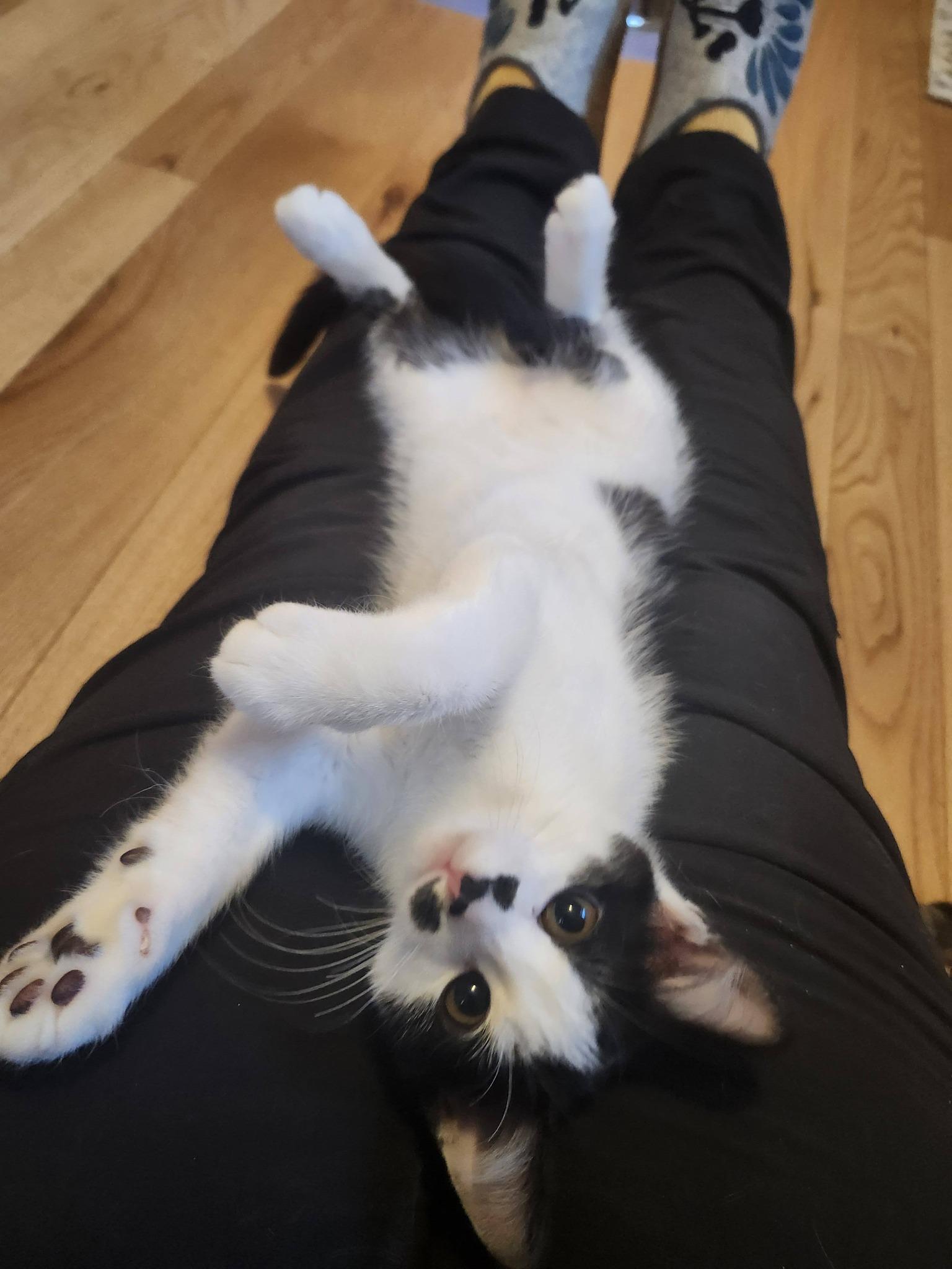 Enlarge Mr. Flower & Boo, an adopted Domestic Short Hair in Oconto, WI image 2/3