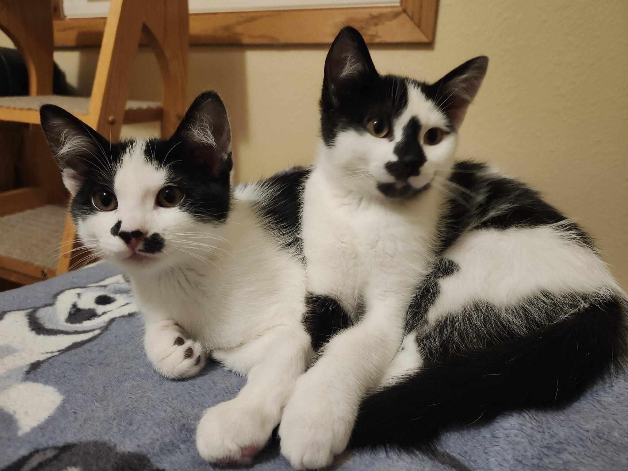 Enlarge Mr. Flower & Boo, an adopted Domestic Short Hair in Oconto, WI image 3/3