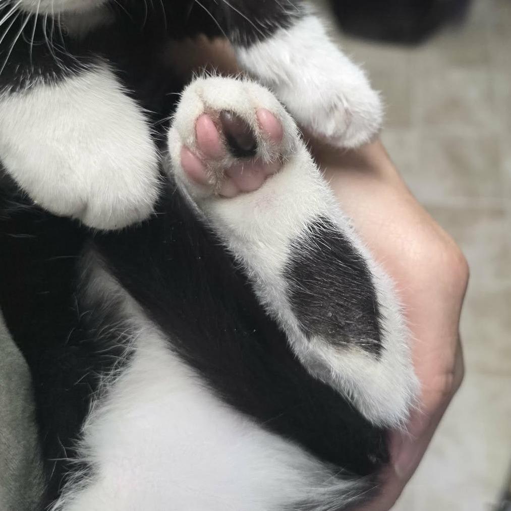 Gomez, Adoptable, Kitten Male Domestic Short Hair.