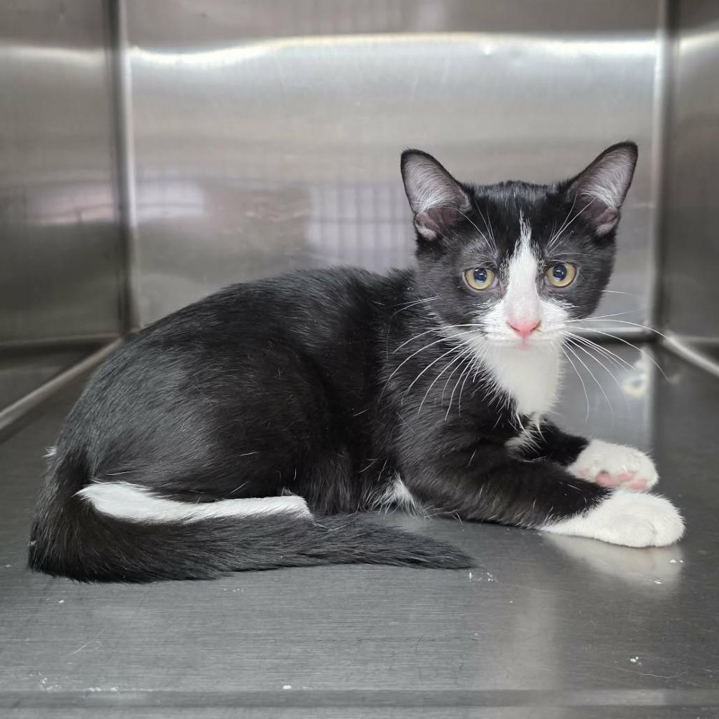 Enlarge Gomez, a Adoptable Domestic Short Hair in Pine Mountain, GA image 2/2