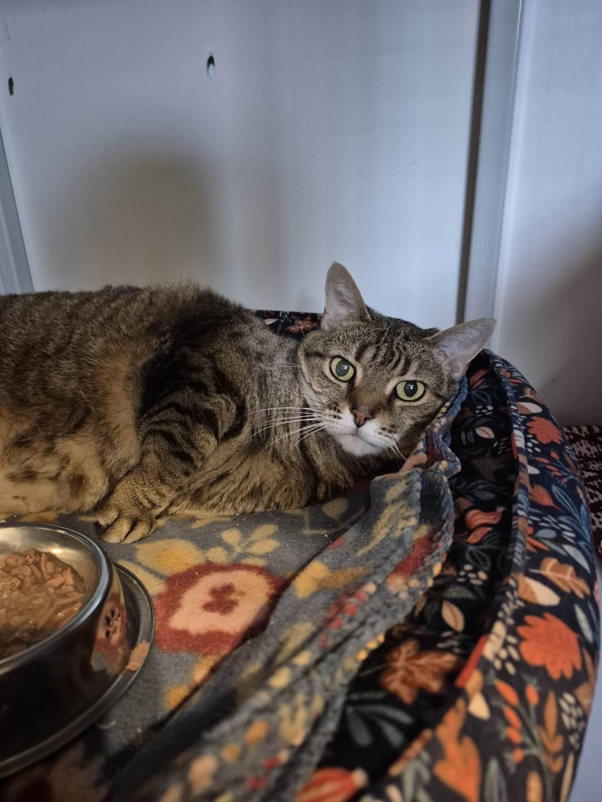 Kate, Adult Female Domestic Short Hair