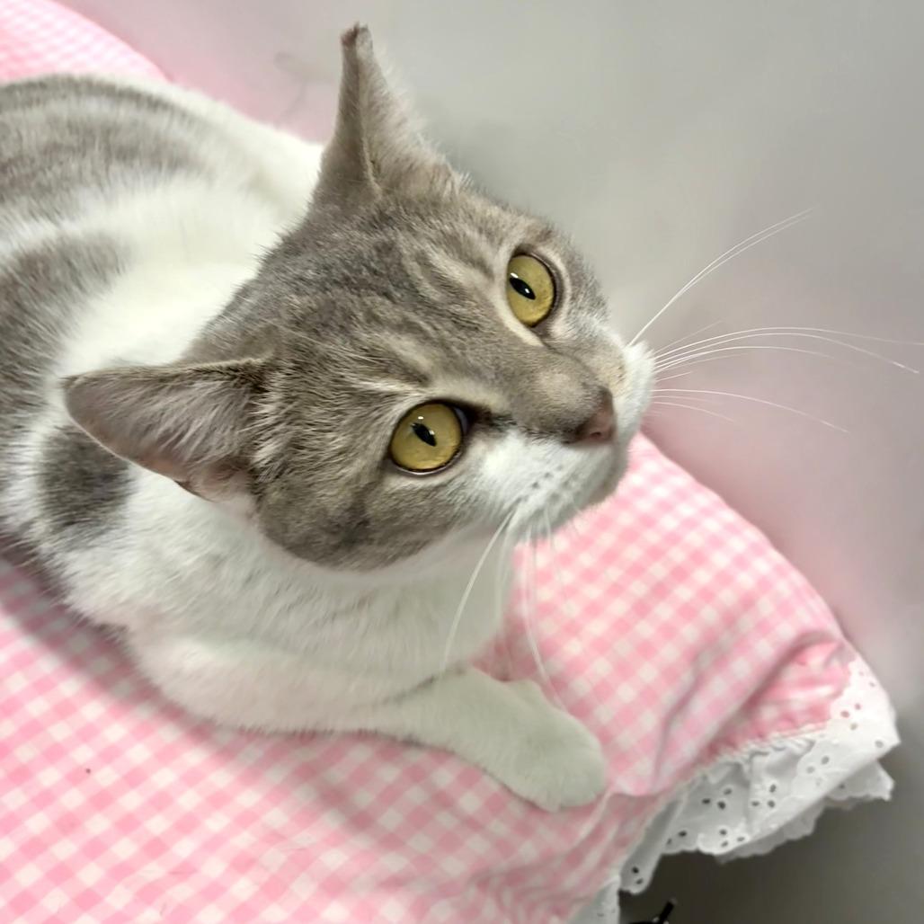 Gracie Mae, Adoptable, Adult Female Domestic Short Hair.