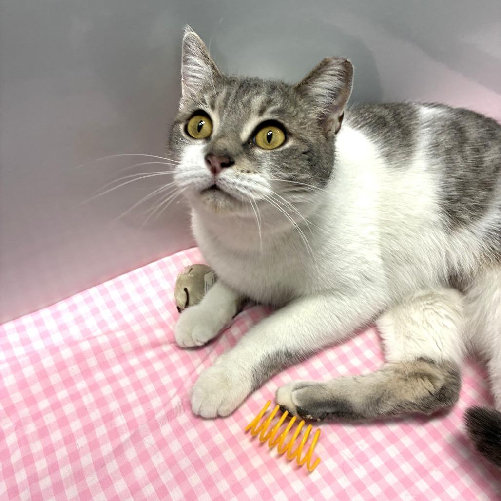 Gracie Mae, a Adoptable Domestic Short Hair in Skokie, IL image 2/6