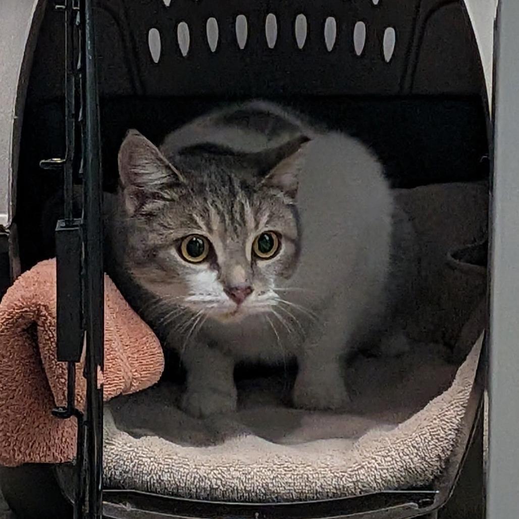 Gracie Mae, a Adoptable Domestic Short Hair in Skokie, IL image 3/6