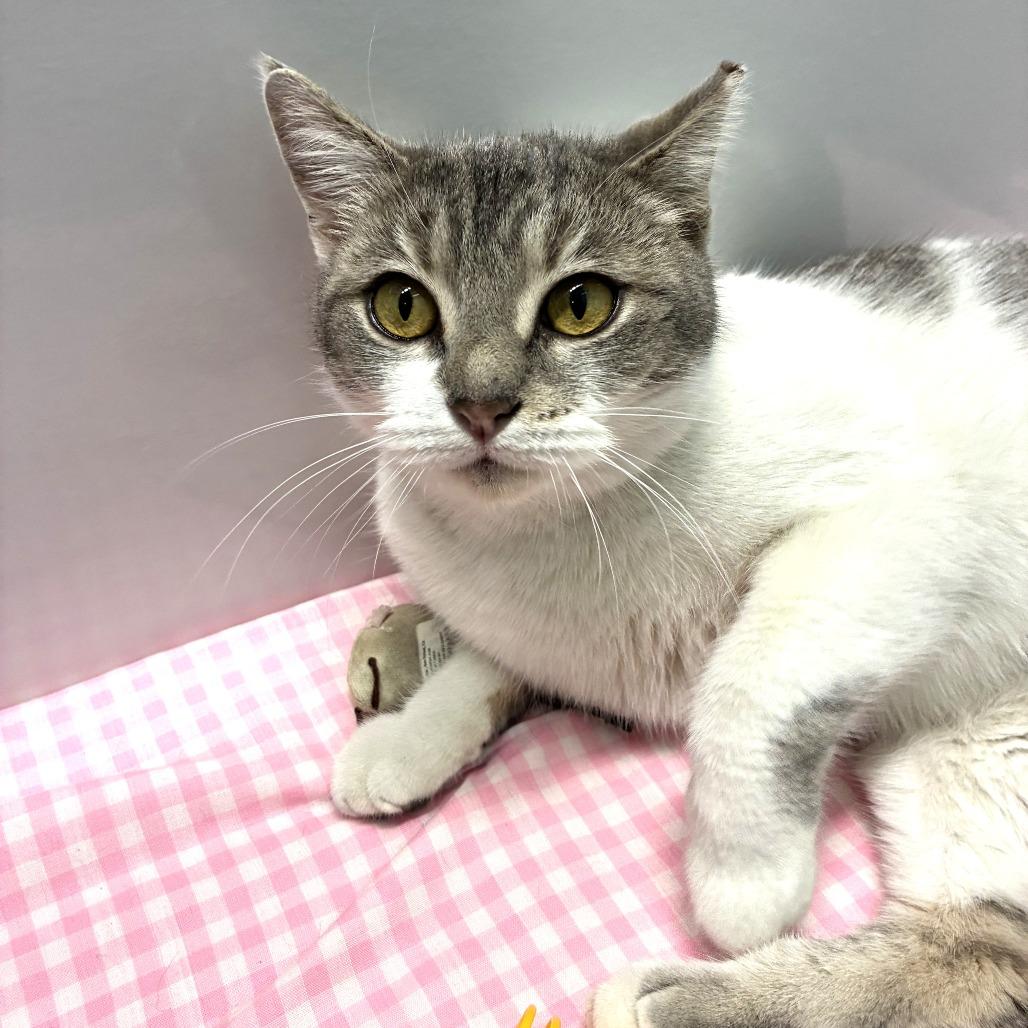 Gracie Mae, a Adoptable Domestic Short Hair in Skokie, IL image 4/6