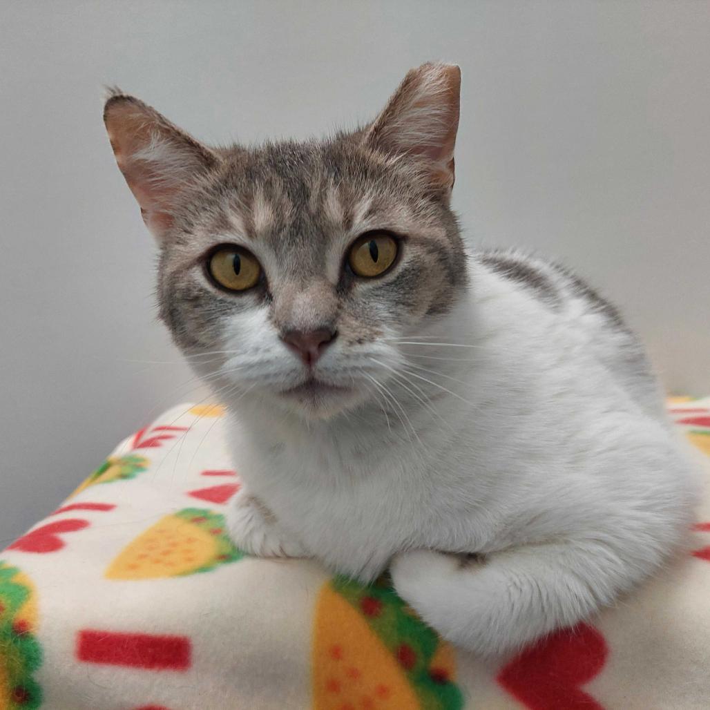 Gracie Mae, a Adoptable Domestic Short Hair in Skokie, IL image 5/6