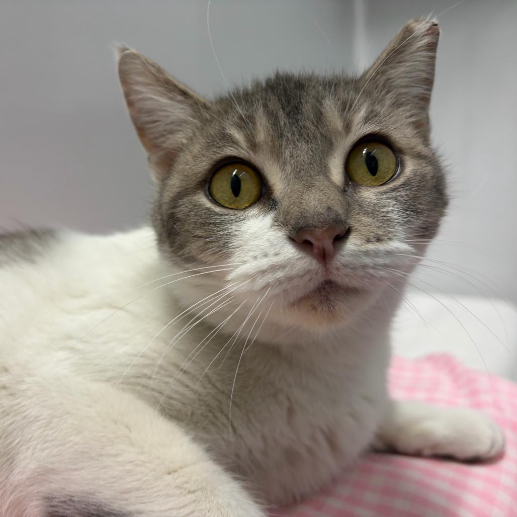 Gracie Mae, a Adoptable Domestic Short Hair in Skokie, IL image 6/6