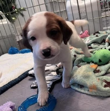 Enlarge Duluth, a ADOPTABLE mixed breed in Midlothian, VA image 4/6