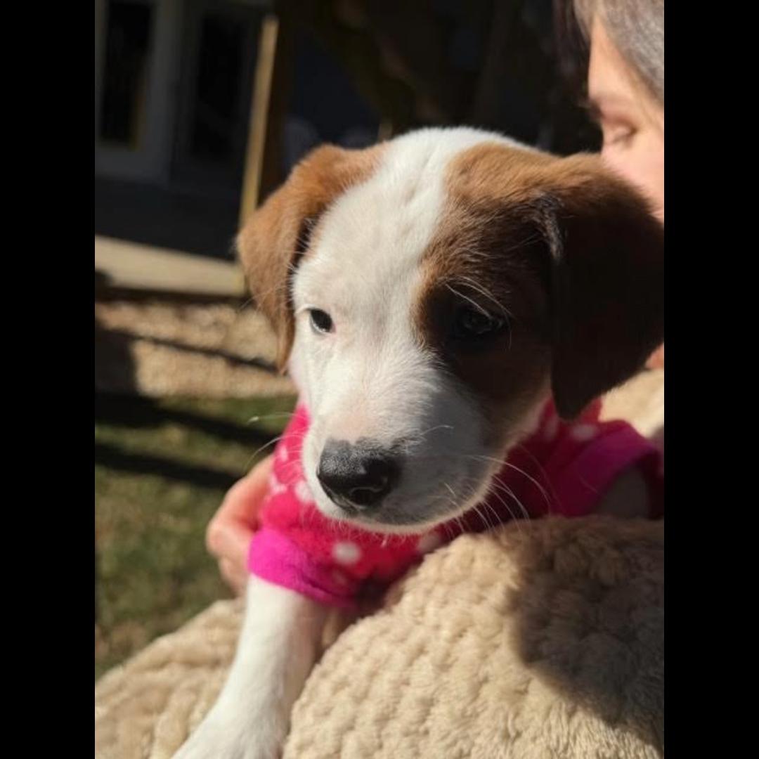 Enlarge Duluth, a ADOPTABLE mixed breed in Midlothian, VA image 5/6