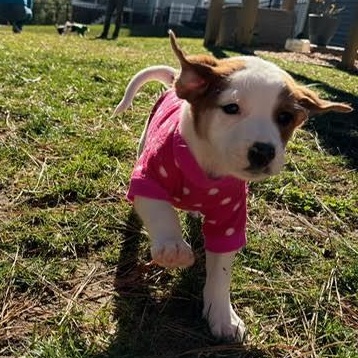 Enlarge Duluth, a ADOPTABLE mixed breed in Midlothian, VA image 2/6