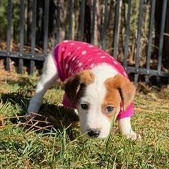 Enlarge Duluth, a ADOPTABLE mixed breed in Midlothian, VA image 6/6