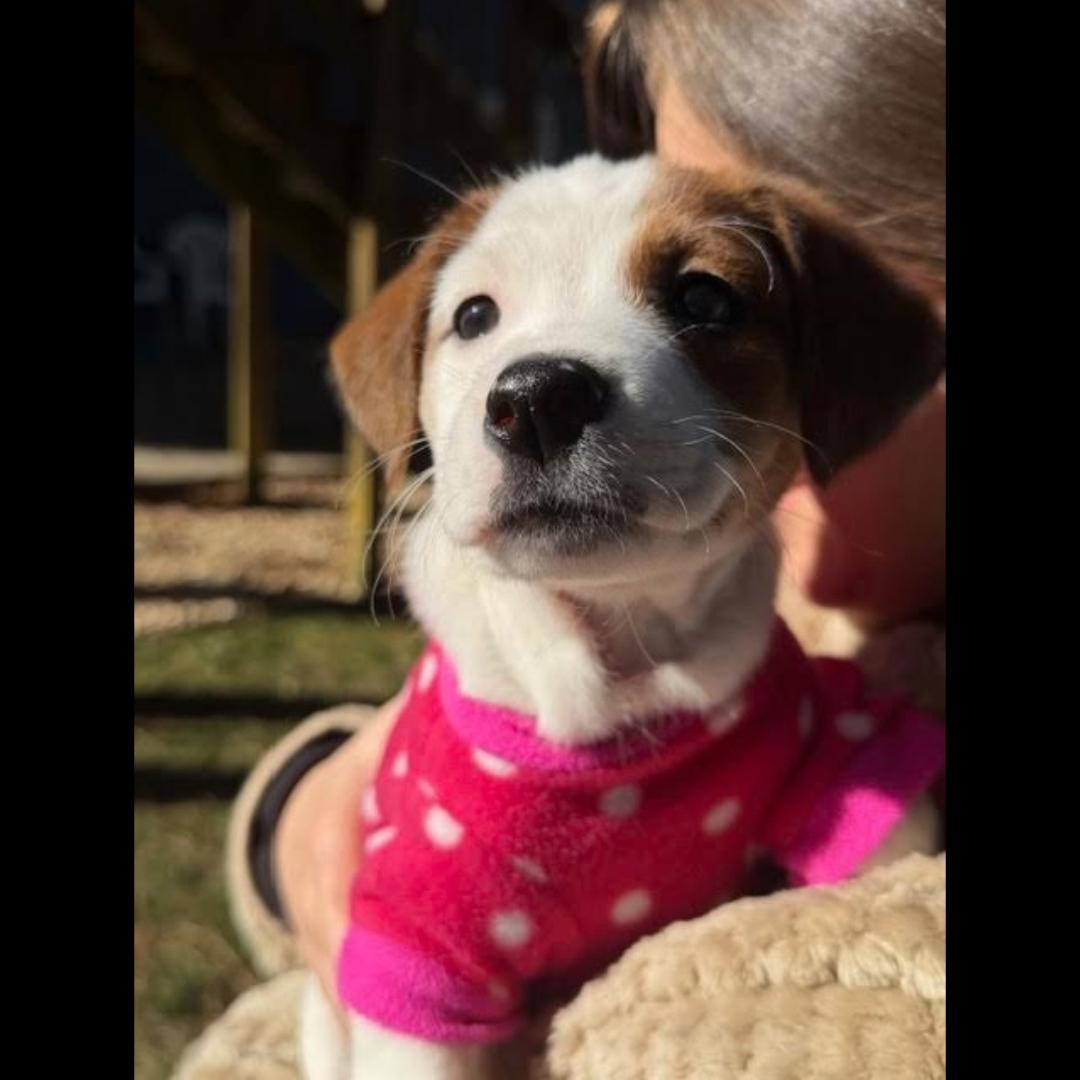 Enlarge Duluth, a ADOPTABLE mixed breed in Midlothian, VA image 3/6