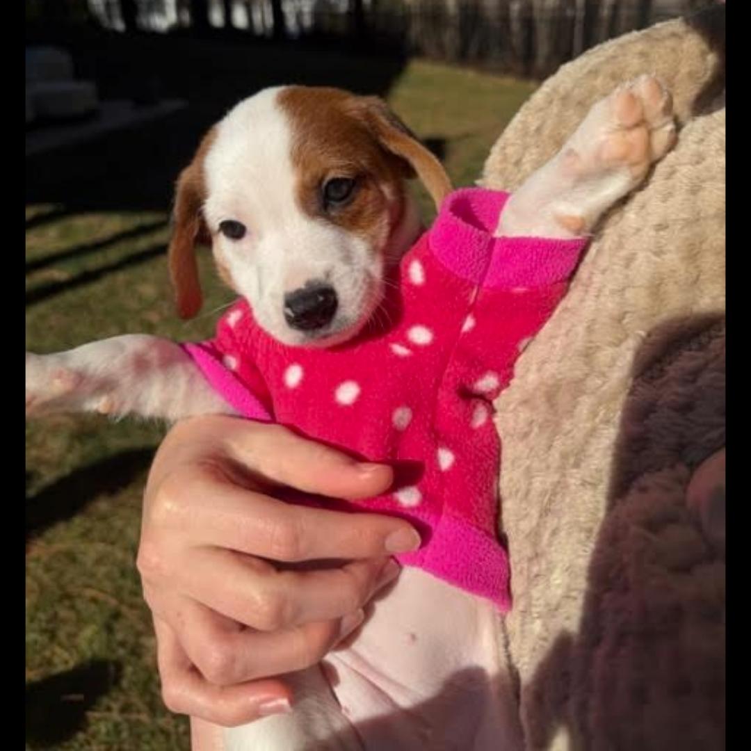 Duluth, ADOPTABLE, Puppy Female Beagle.