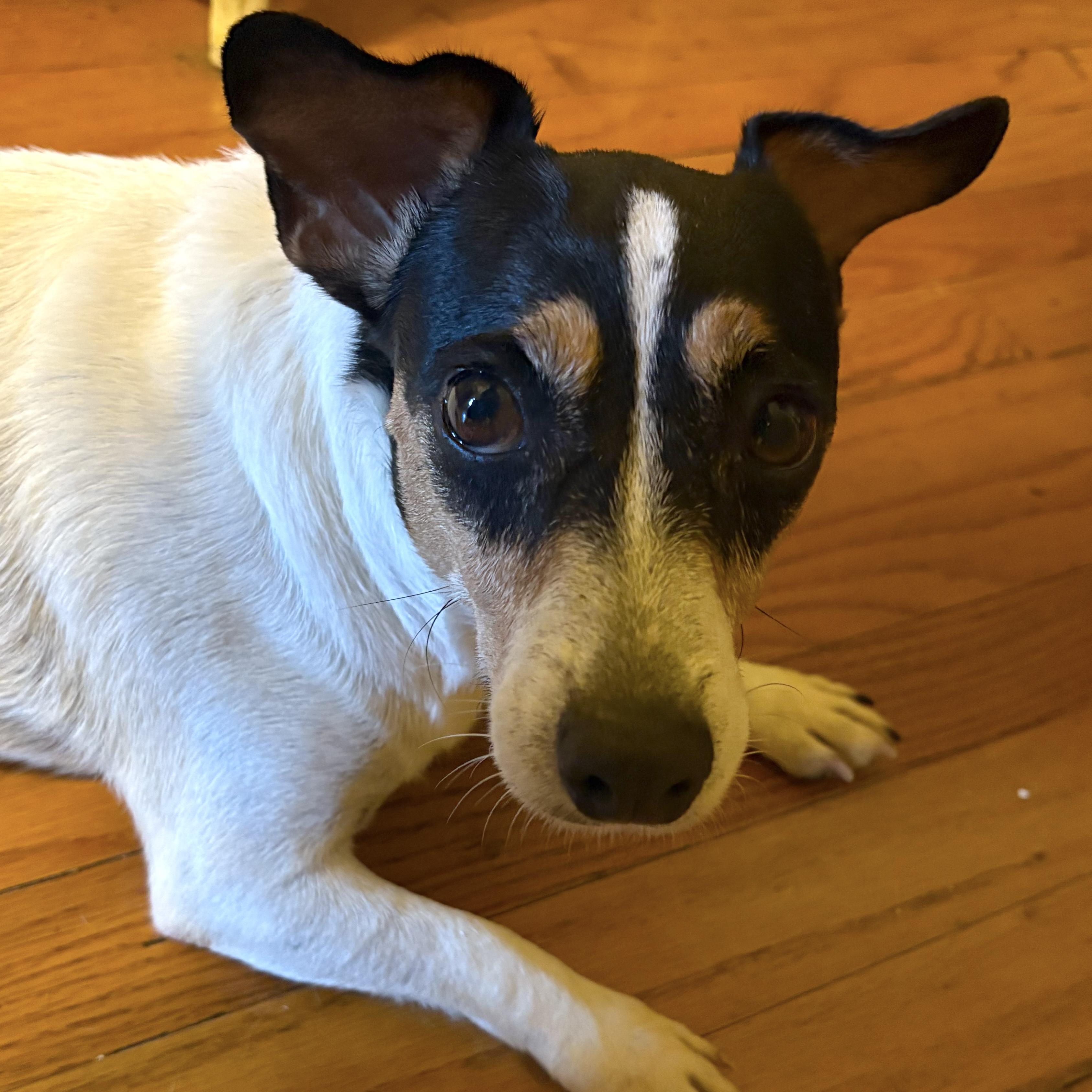 Kipper