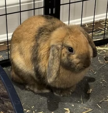 Enlarge Cocoa and Latte, a Adopted Holland Lop in Rock Hall, MD image 1/2