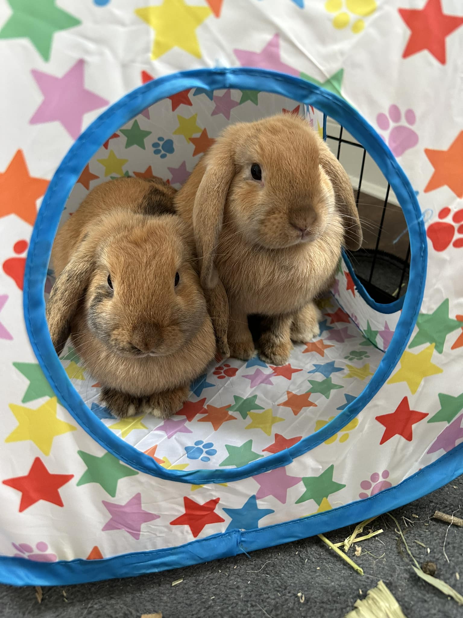 Enlarge Cocoa and Latte, a Adopted Holland Lop in Rock Hall, MD image 2/2