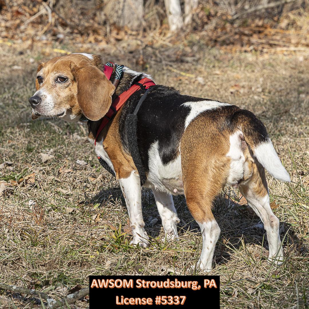 Enlarge Bailey, a ADOPTABLE mixed breed in Stroudsburg, PA image 2/2