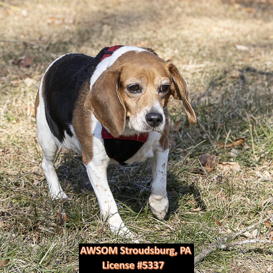 Bailey, ADOPTABLE, Senior Female Beagle.