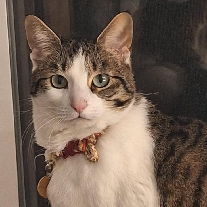 Enlarge Ume, a Adoptable Domestic Short Hair in Ferndale, WA image 1/4