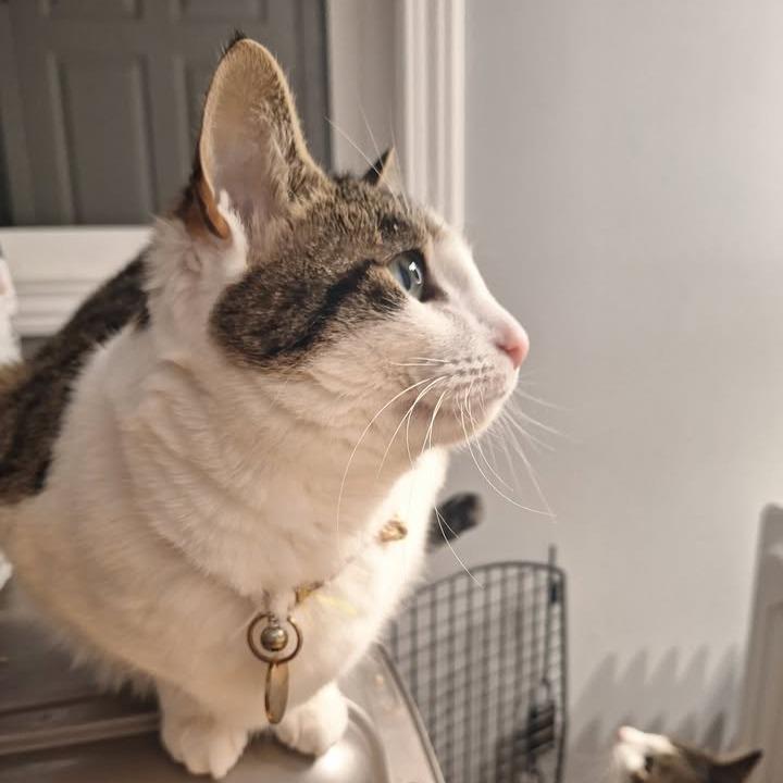 Enlarge Ume, a Adoptable Domestic Short Hair in Ferndale, WA image 2/4