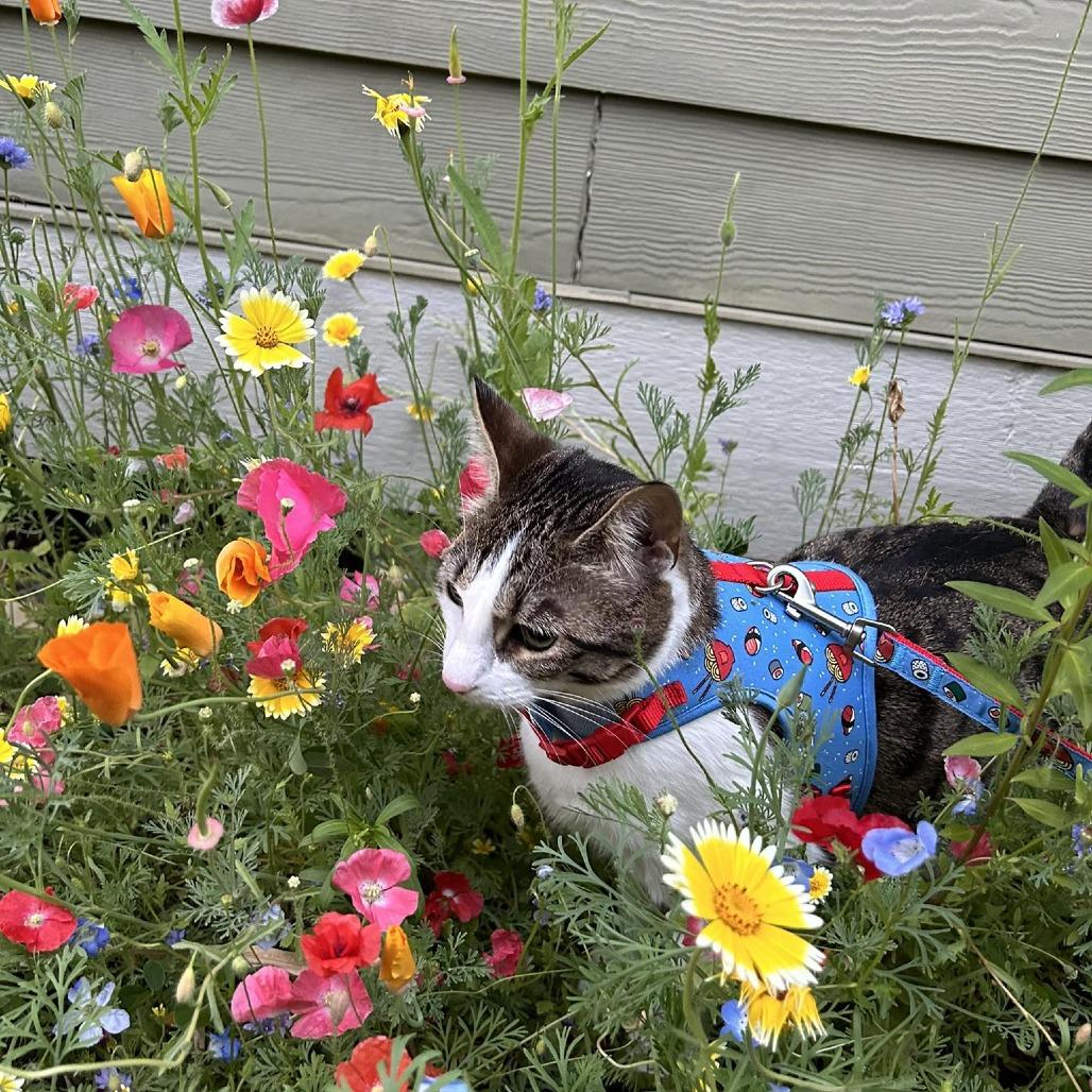 Enlarge Ume, a Adoptable Domestic Short Hair in Ferndale, WA image 3/4