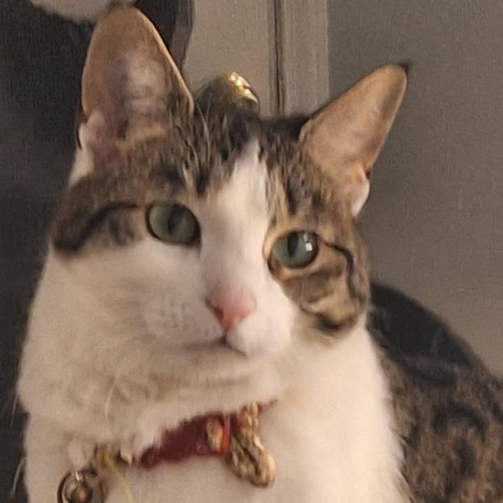 Enlarge Ume, a Adoptable Domestic Short Hair in Ferndale, WA image 4/4