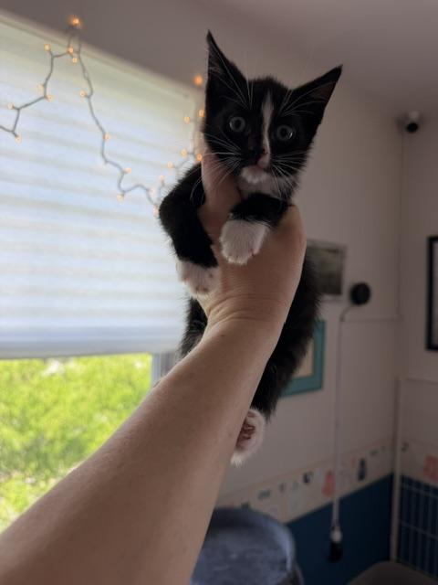 Enlarge Pocket (veto), a ADOPTABLE Domestic Short Hair in Arverne, NY image 2/2