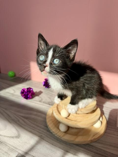 Enlarge Pocket (veto), a ADOPTABLE Domestic Short Hair in Arverne, NY image 1/2