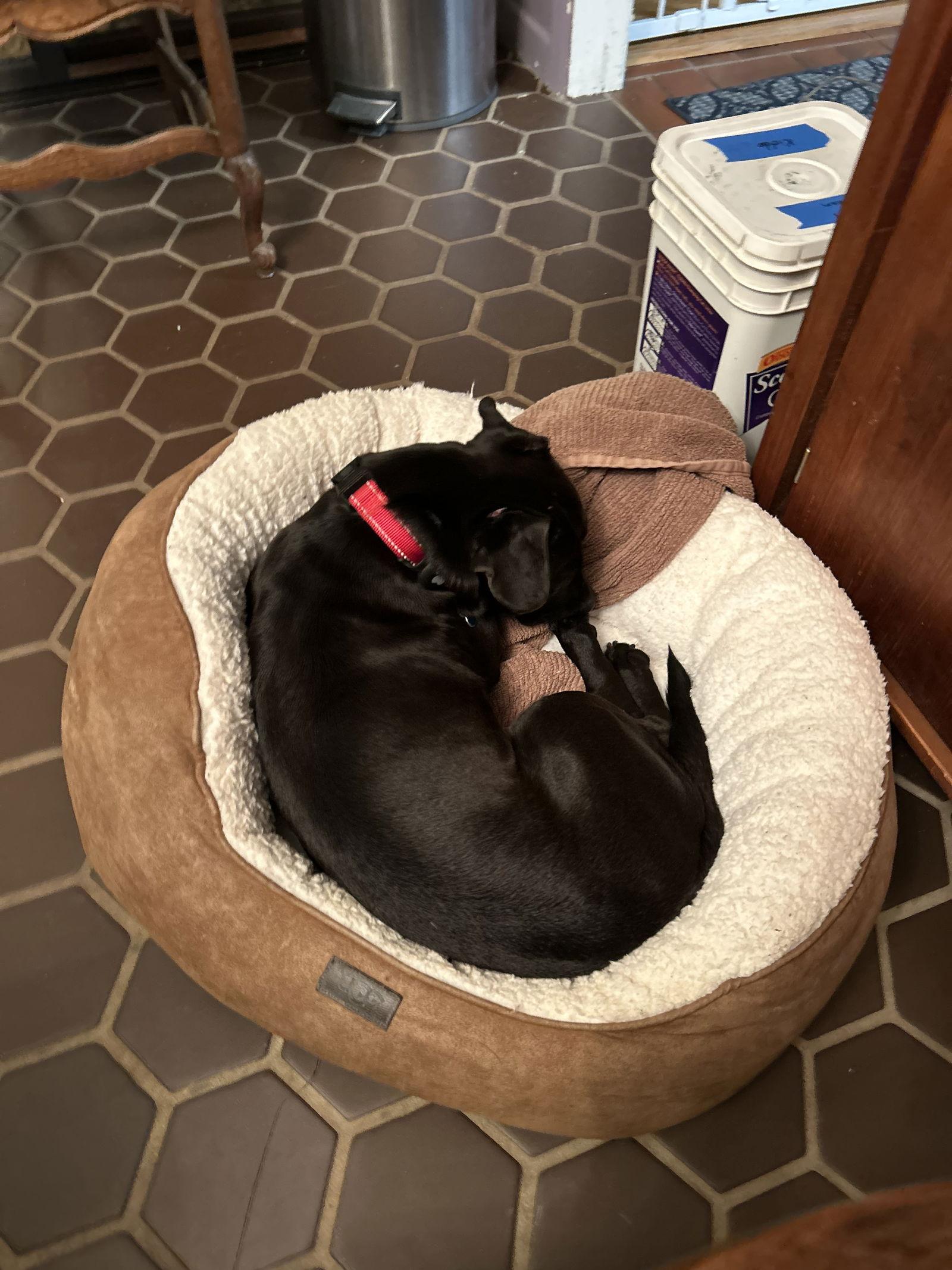 Kiddo, Adoptable, Young Female Dachshund & Labrador Retriever.