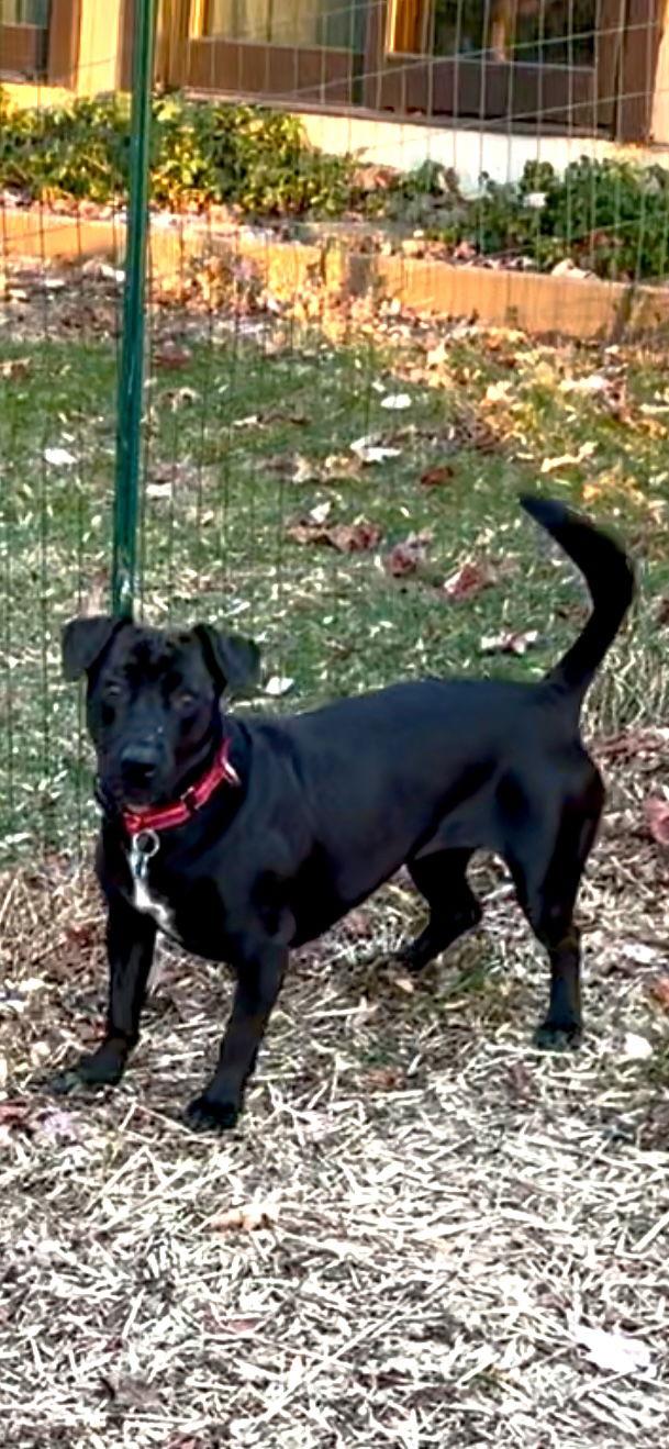 Kiddo, Adoptable, Young Female Dachshund & Labrador Retriever.