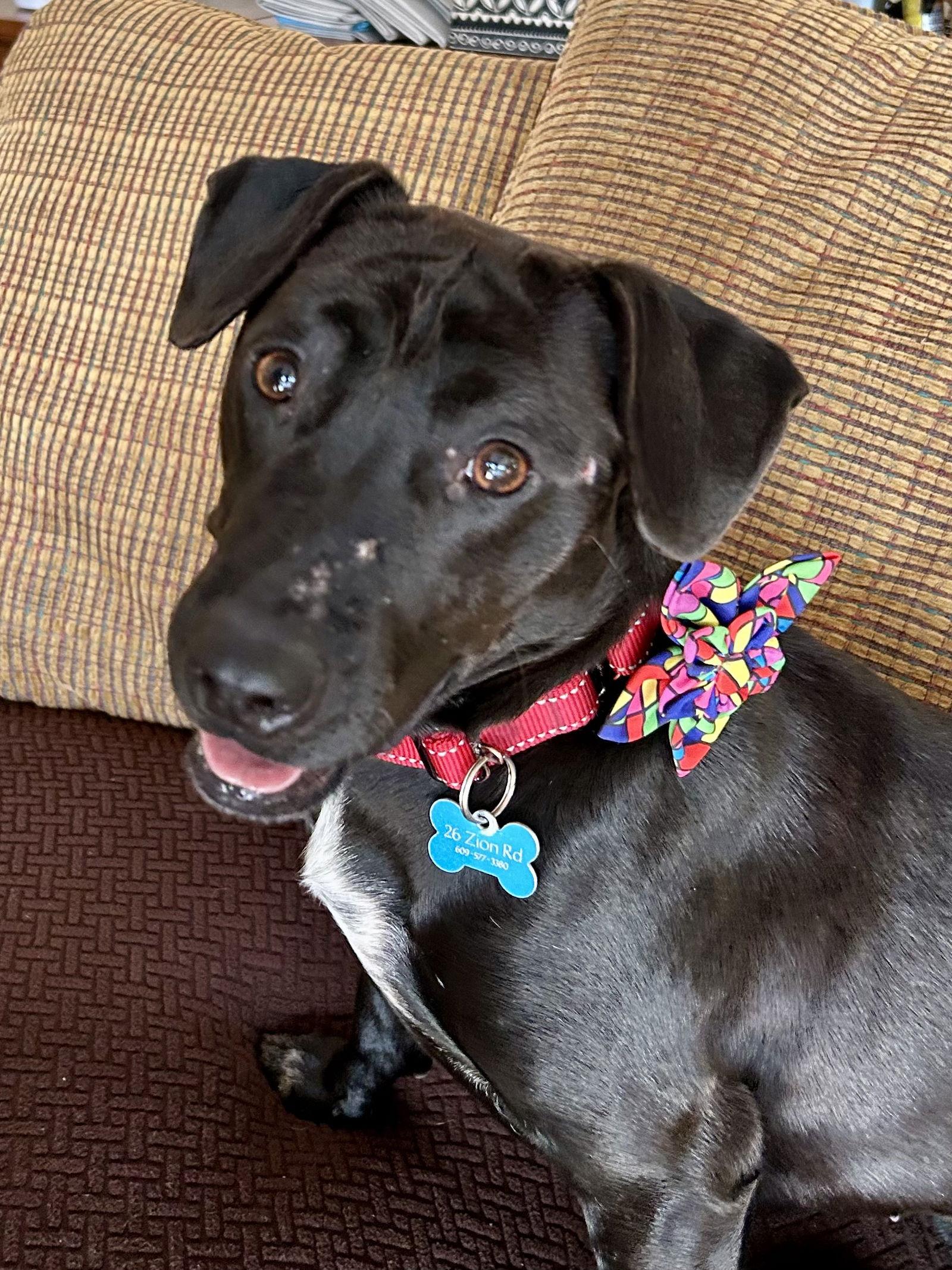 Kiddo, a Adoptable mixed breed in Ringoes, NJ image 3/3