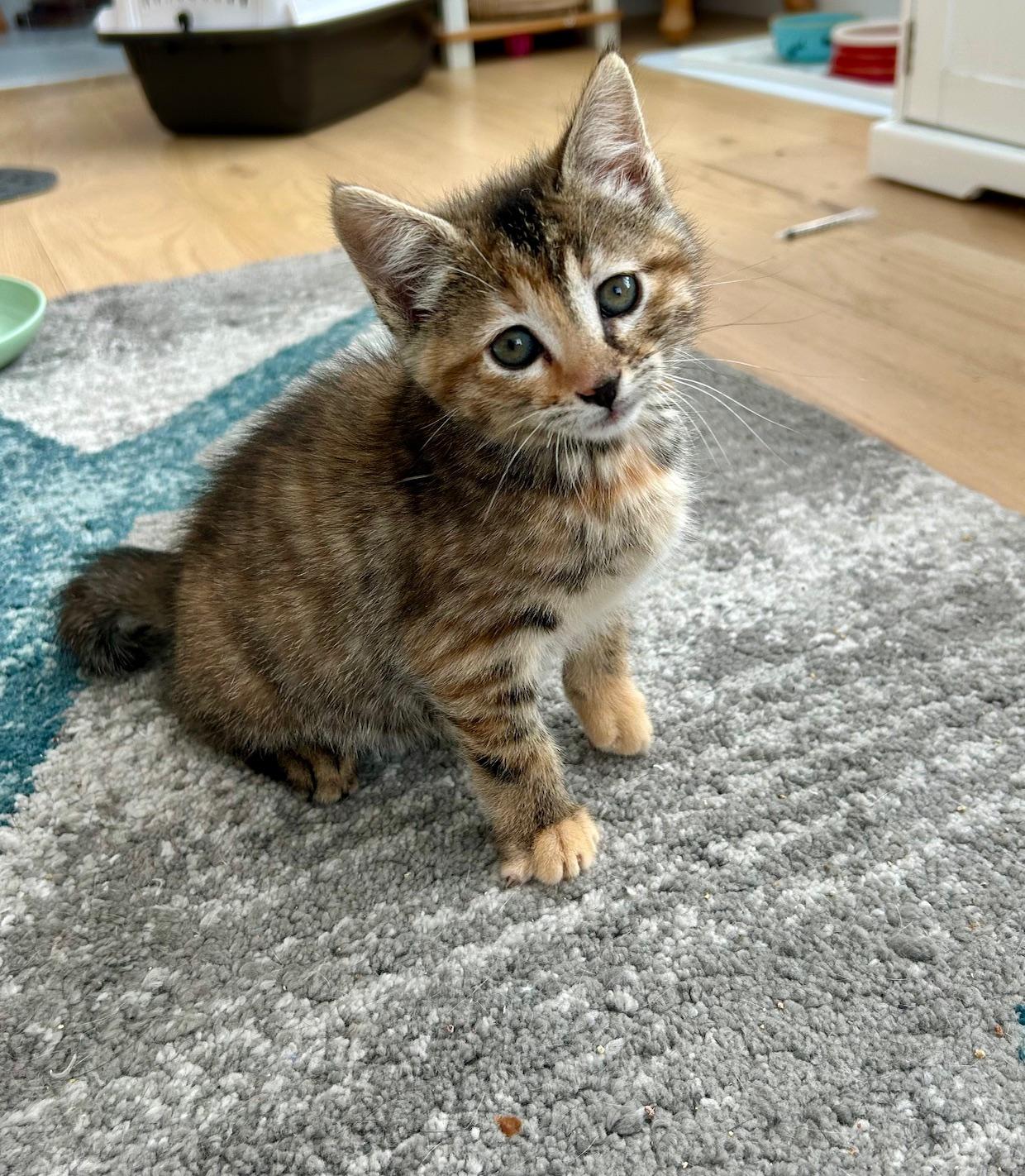 Skye, adopted, Kitten Female Domestic Short Hair.