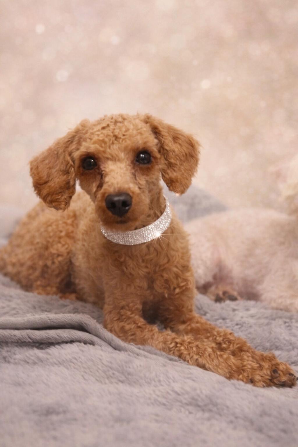 Enlarge Baxter, an adopted Poodle in Long Beach, NY image 1/2