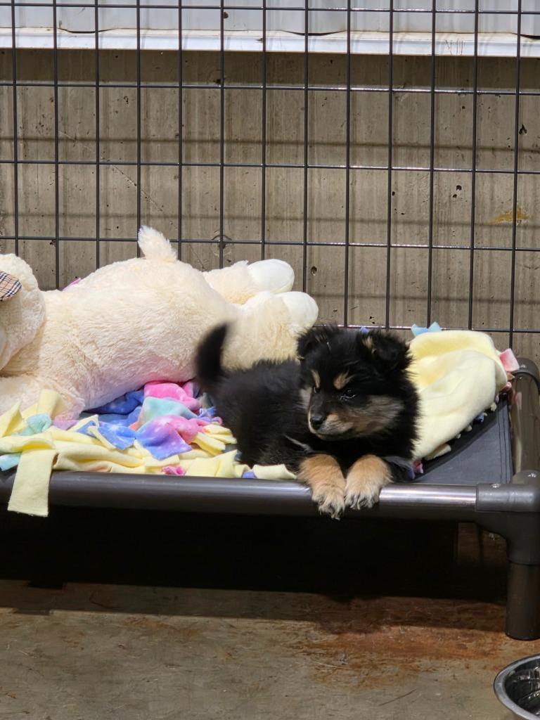 Enlarge Tootsie 26-10915, a Adopted mixed breed in Minot, ND image 2/6