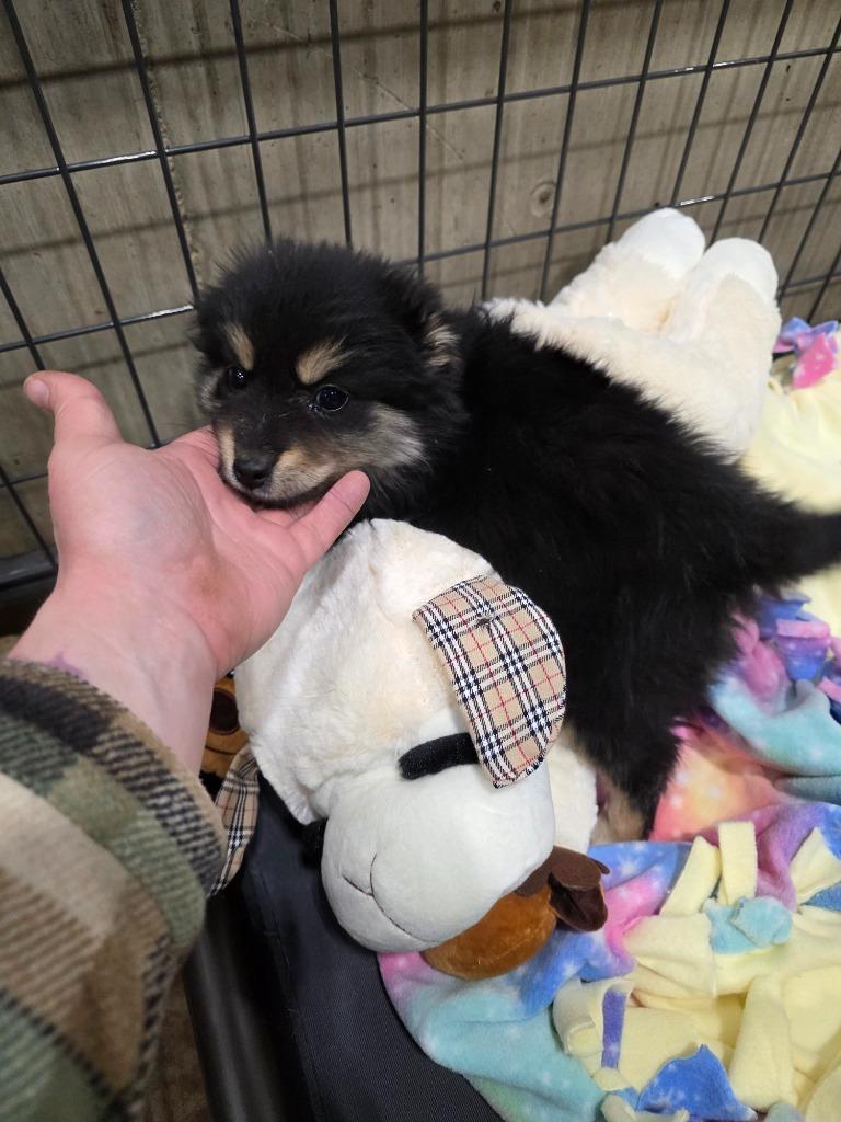 Enlarge Tootsie 26-10915, a Adopted mixed breed in Minot, ND image 4/6