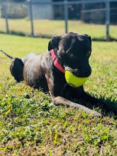 Enlarge WHISPER, a Adopted mixed breed in KNOXVILLE, TN image 3/6