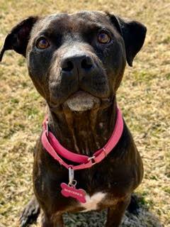 Enlarge WHISPER, a Adopted mixed breed in KNOXVILLE, TN image 2/6