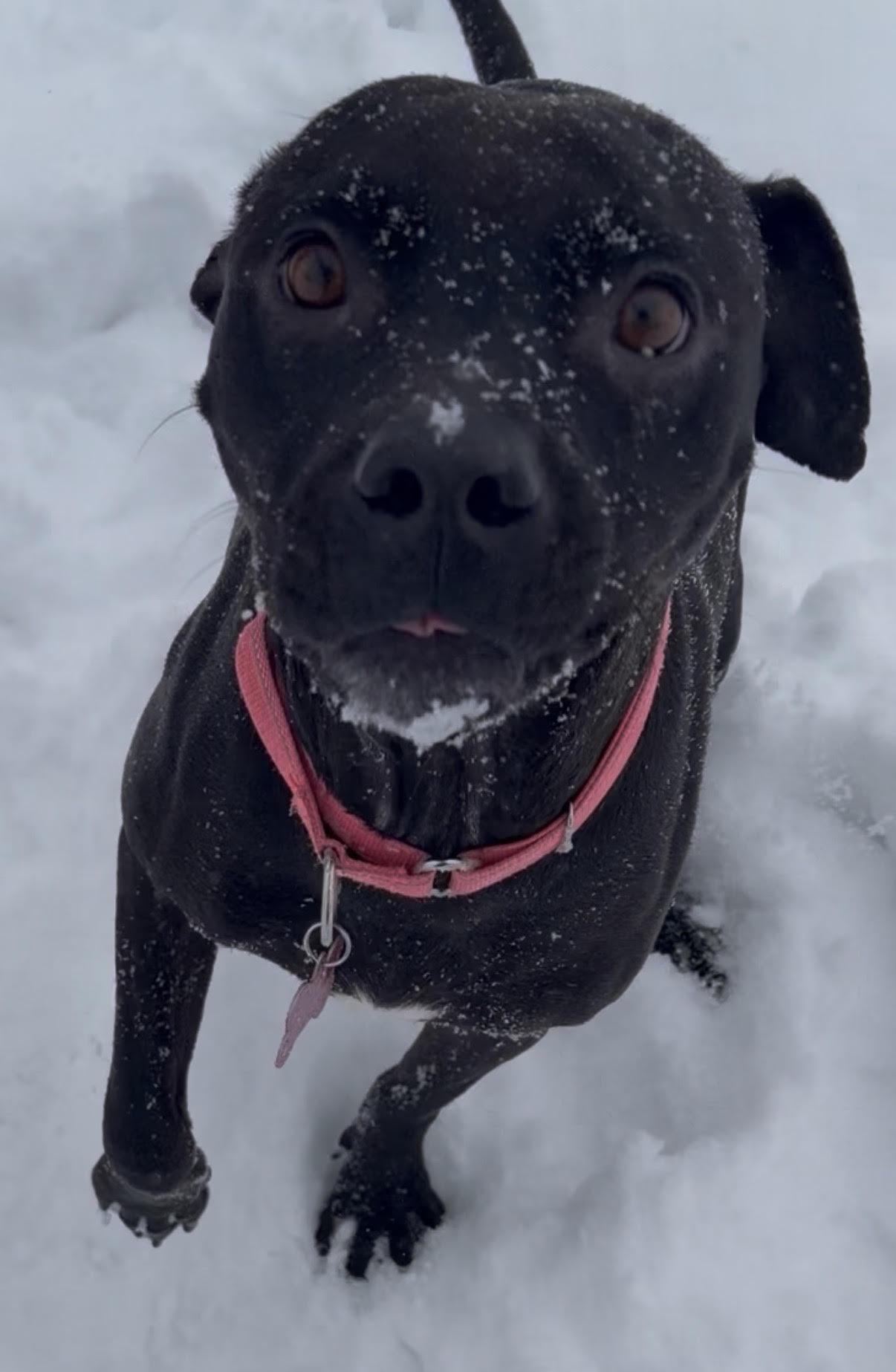 Enlarge WHISPER, a Adopted mixed breed in KNOXVILLE, TN image 5/6