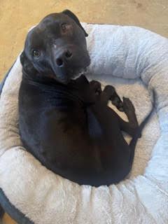 Enlarge WHISPER, a Adopted mixed breed in KNOXVILLE, TN image 4/6