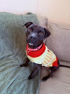 WHISPER, Adopted, Adult Female Labrador Retriever.