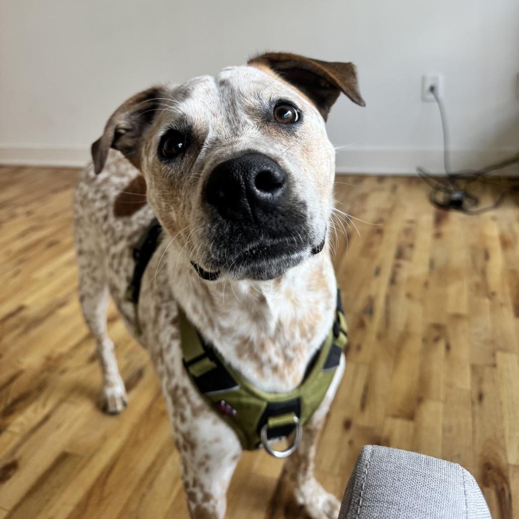Enlarge Stan, a Adoptable mixed breed in Winston-Salem, NC image 3/4
