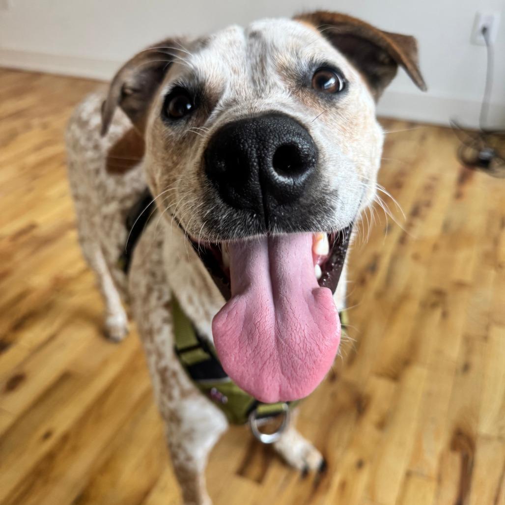 Enlarge Stan, a Adoptable mixed breed in Winston-Salem, NC image 4/4