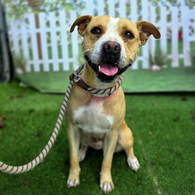 Enlarge MELODY, a Adoptable Pit Bull Terrier in Long Beach, CA image 1/1