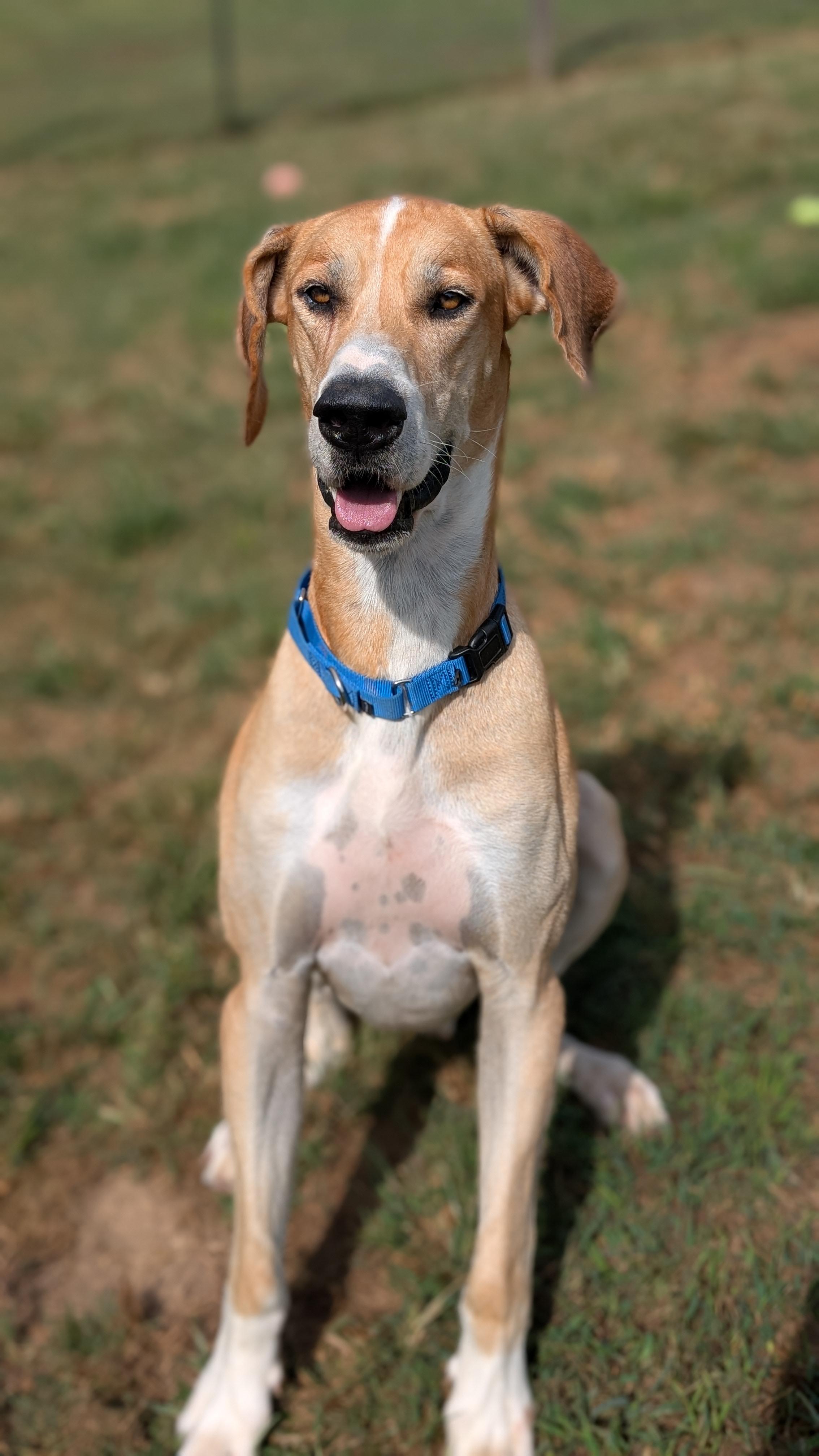 Enlarge Tanner, a Adoptable Great Dane in Joppa, AL image 5/5