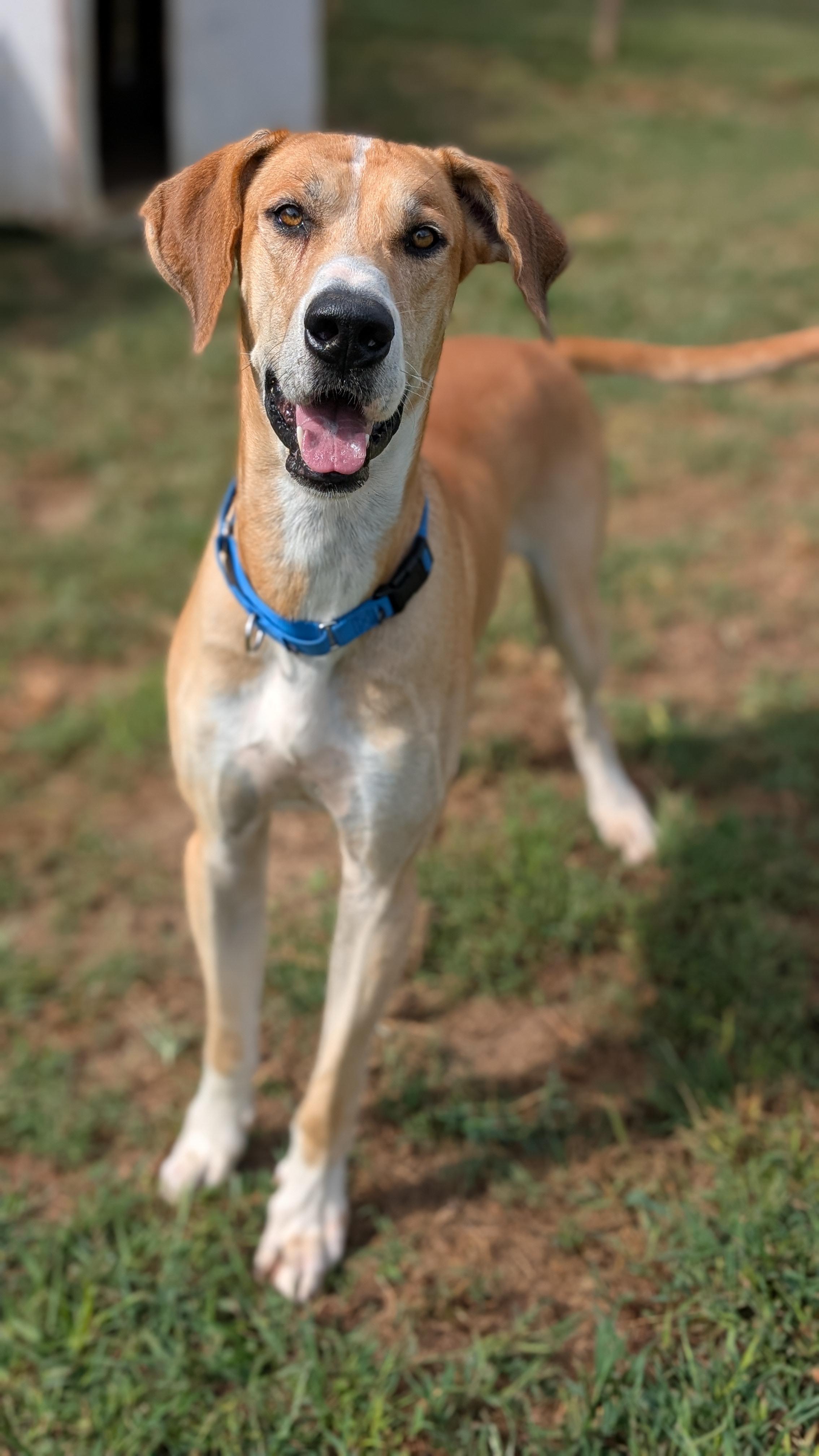 Tanner, Adoptable, Adult Male Great Dane.