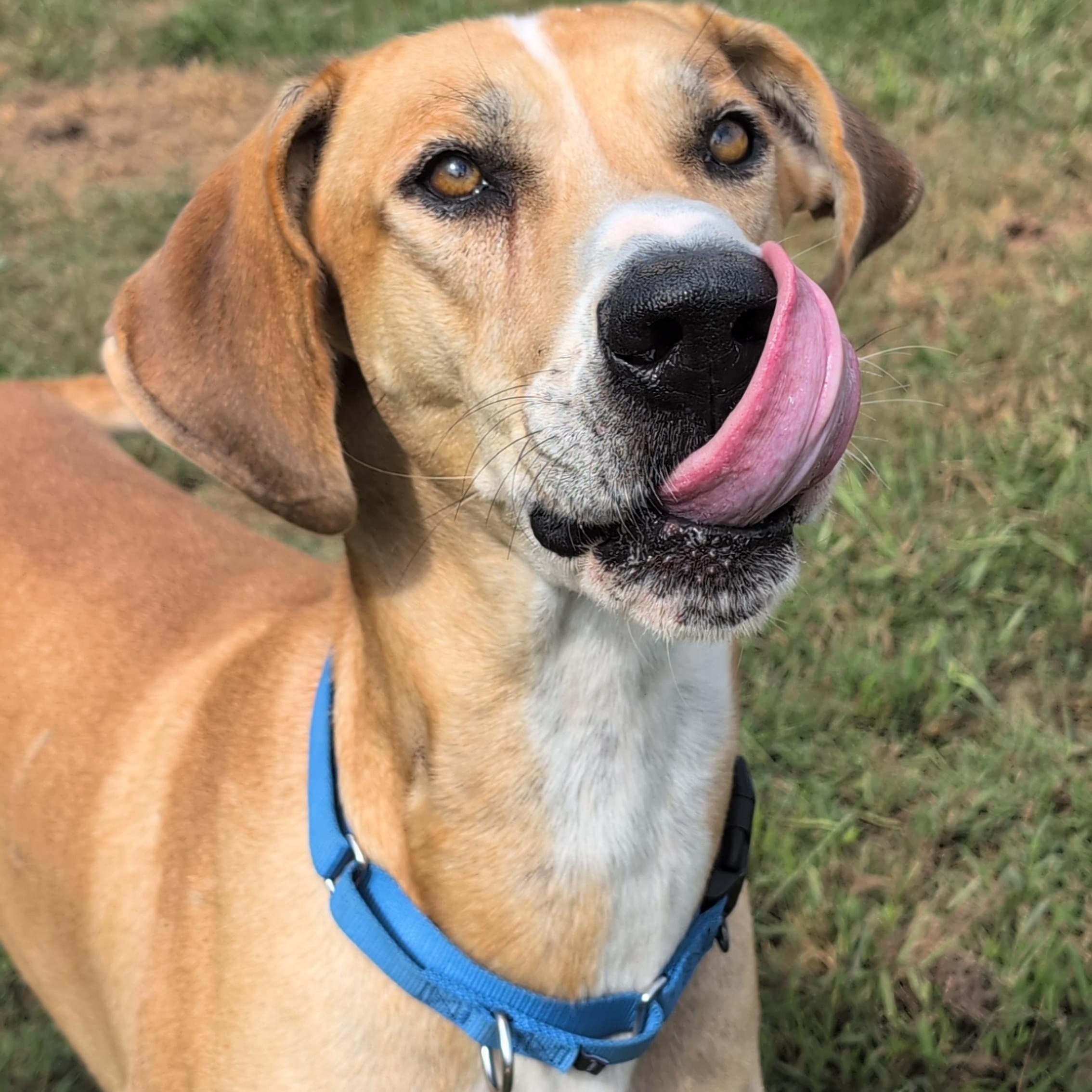 Enlarge Tanner, a Adoptable Great Dane in Joppa, AL image 4/5