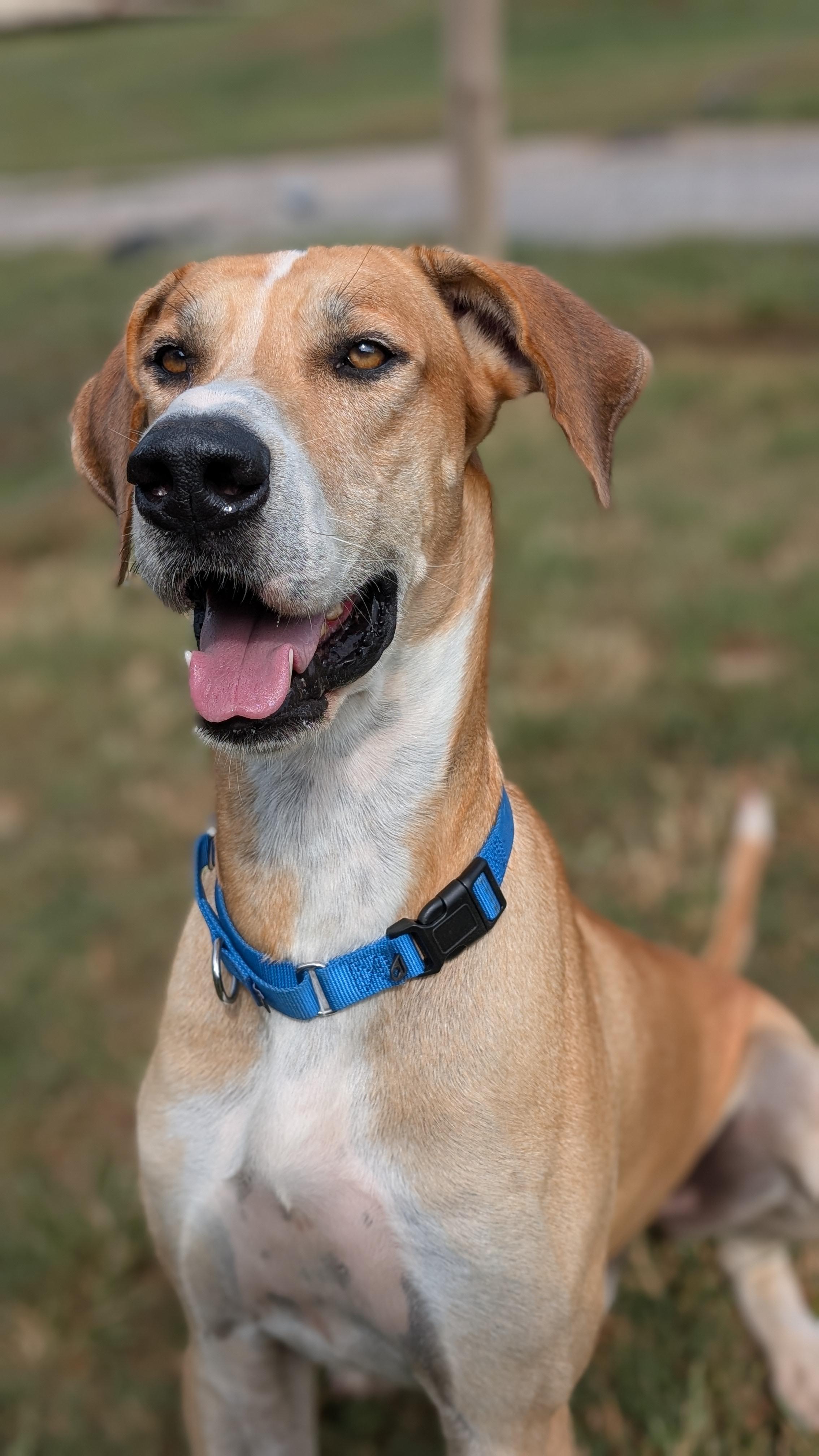 Enlarge Tanner, a Adoptable Great Dane in Joppa, AL image 2/5