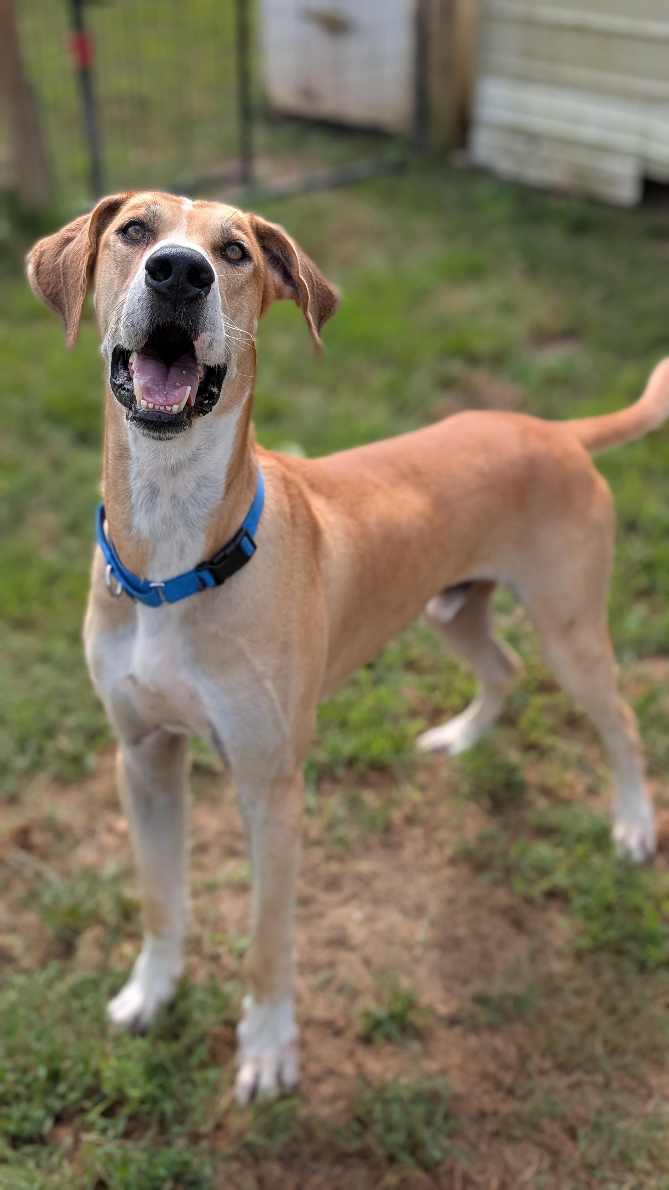 Enlarge Tanner, a Adoptable Great Dane in Joppa, AL image 3/5